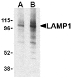 Western blot - LAMP-1 Antibody from Signalway Antibody (24358) - Antibodies.com