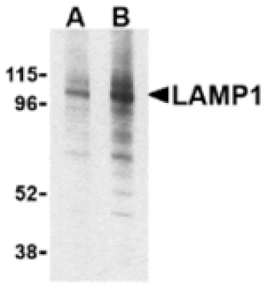 Western blot - LAMP-1 Antibody from Signalway Antibody (24358) - Antibodies.com