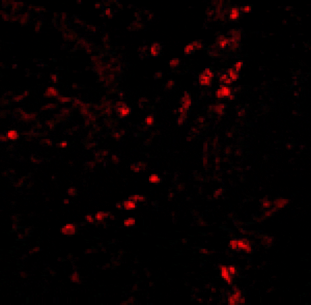 Immunofluorescence - LAMP-1 Antibody from Signalway Antibody (24358) - Antibodies.com