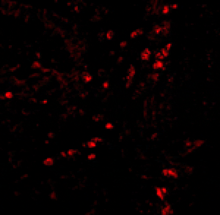 Immunofluorescence - LAMP-1 Antibody from Signalway Antibody (24358) - Antibodies.com