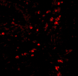Immunofluorescence - LAMP-1 Antibody from Signalway Antibody (24358) - Antibodies.com