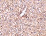 Immunohistochemistry - STEAP3 Antibody from Signalway Antibody (24568) - Antibodies.com