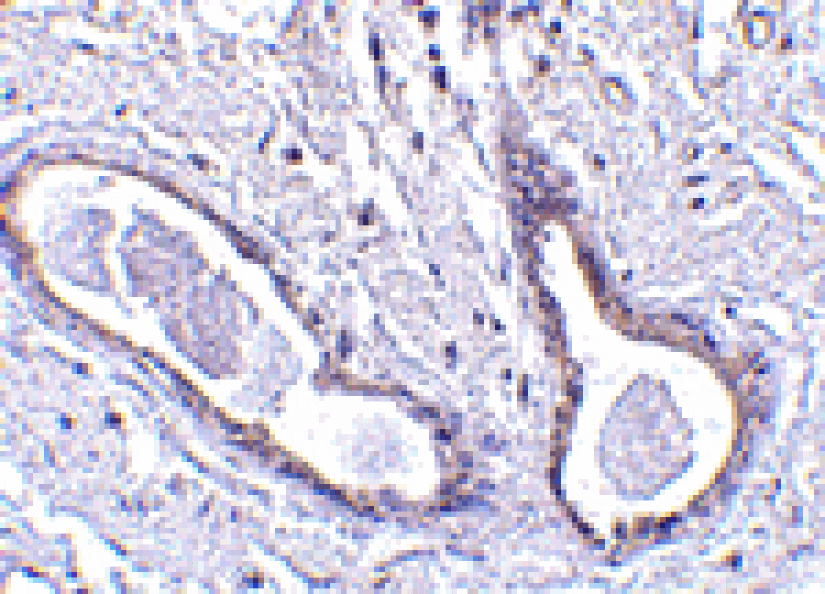Immunohistochemistry - CCDC98 Antibody from Signalway Antibody (24572) - Antibodies.com