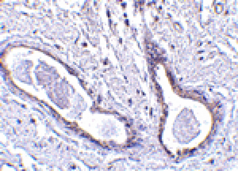 Immunohistochemistry - CCDC98 Antibody from Signalway Antibody (24572) - Antibodies.com