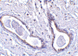 Immunohistochemistry - CCDC98 Antibody from Signalway Antibody (24572) - Antibodies.com
