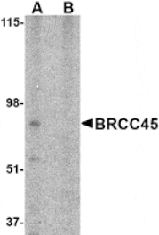 Western blot - BRCC45 Antibody from Signalway Antibody (24575) - Antibodies.com