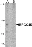 Western blot - BRCC45 Antibody from Signalway Antibody (24575) - Antibodies.com