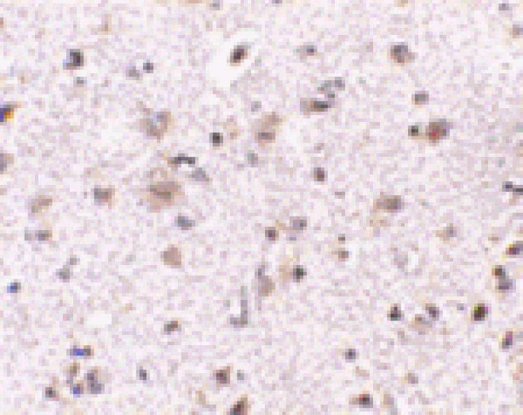 Immunohistochemistry - BRCC45 Antibody from Signalway Antibody (24575) - Antibodies.com