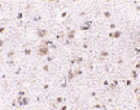 Immunohistochemistry - BRCC45 Antibody from Signalway Antibody (24575) - Antibodies.com