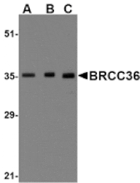Western blot - BRCC36 Antibody from Signalway Antibody (24576) - Antibodies.com