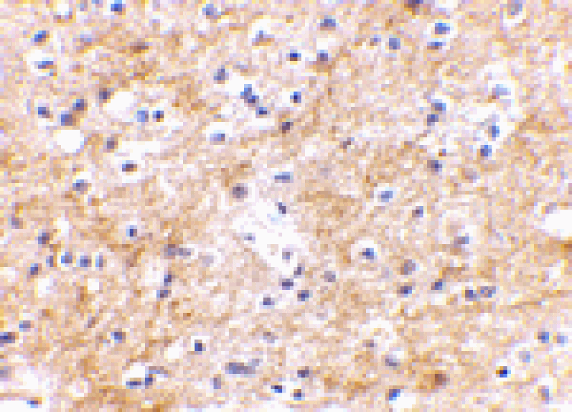 Immunohistochemistry - SAPAP3 Antibody from Signalway Antibody (24613) - Antibodies.com