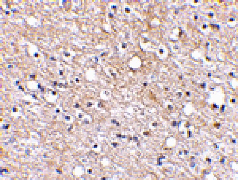 Immunohistochemistry - Plxdc2 Antibody from Signalway Antibody (24615) - Antibodies.com