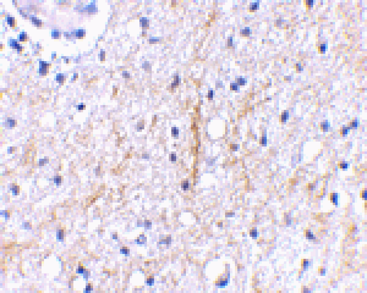 Immunohistochemistry - Plxdc2 Antibody from Signalway Antibody (24616) - Antibodies.com