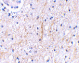 Immunohistochemistry - Plxdc2 Antibody from Signalway Antibody (24616) - Antibodies.com