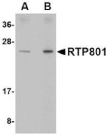 Western blot - RTP801 Antibody from Signalway Antibody (24645) - Antibodies.com