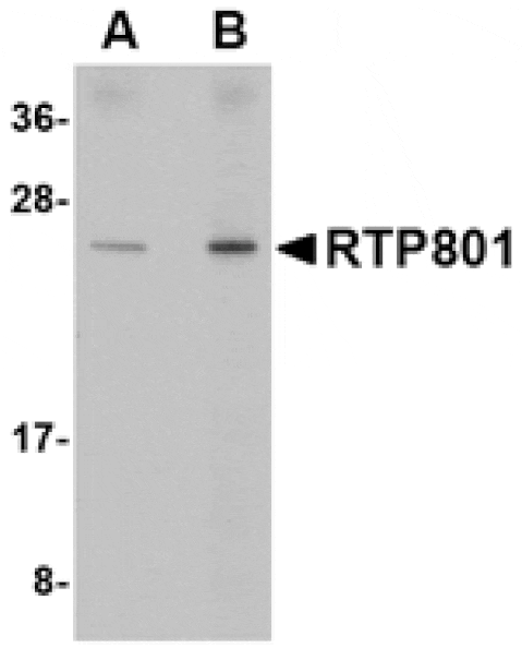 Western blot - RTP801 Antibody from Signalway Antibody (24645) - Antibodies.com