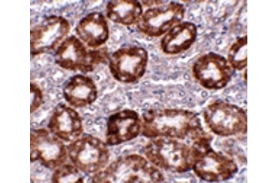 Immunohistochemistry - RTP801 Antibody from Signalway Antibody (24645) - Antibodies.com