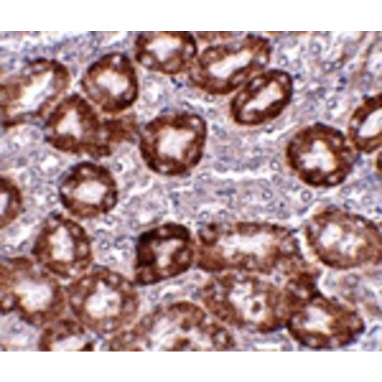 Immunohistochemistry - RTP801 Antibody from Signalway Antibody (24645) - Antibodies.com