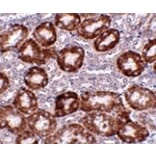Immunohistochemistry - RTP801 Antibody from Signalway Antibody (24645) - Antibodies.com
