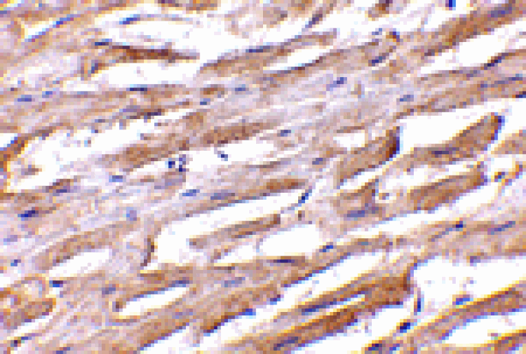 Immunohistochemistry - Unc93b Antibody from Signalway Antibody (24665) - Antibodies.com