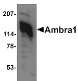 Western blot - Ambra1 Antibody from Signalway Antibody (24666) - Antibodies.com