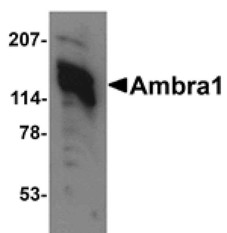 Western blot - Ambra1 Antibody from Signalway Antibody (24666) - Antibodies.com