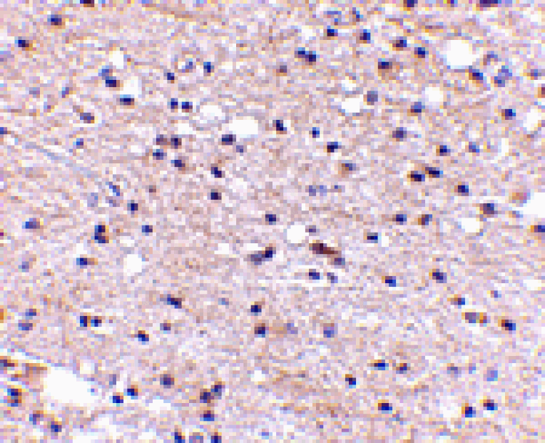 Immunohistochemistry - Ambra1 Antibody from Signalway Antibody (24666) - Antibodies.com