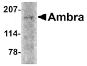 Western blot - Ambra1 Antibody from Signalway Antibody (24667) - Antibodies.com