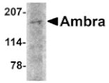 Western blot - Ambra1 Antibody from Signalway Antibody (24667) - Antibodies.com