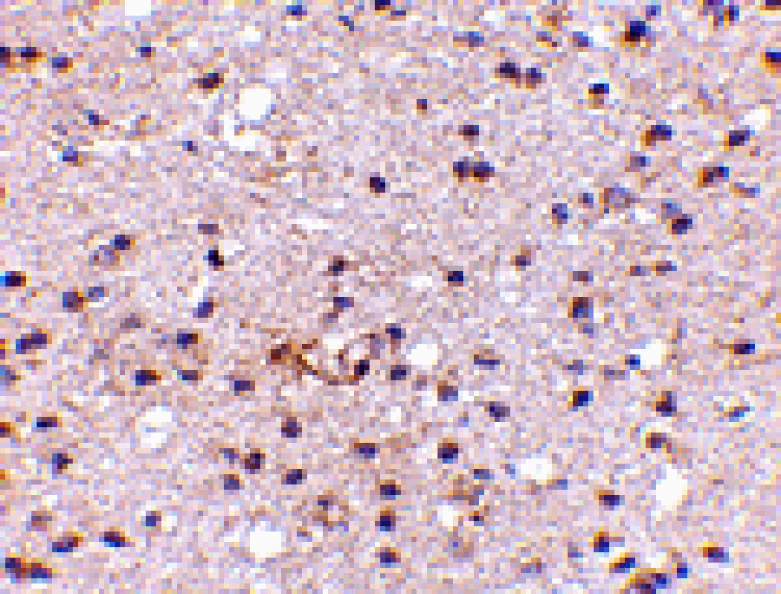 Immunohistochemistry - Ambra1 Antibody from Signalway Antibody (24667) - Antibodies.com