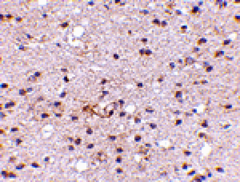 Immunohistochemistry - Ambra1 Antibody from Signalway Antibody (24667) - Antibodies.com