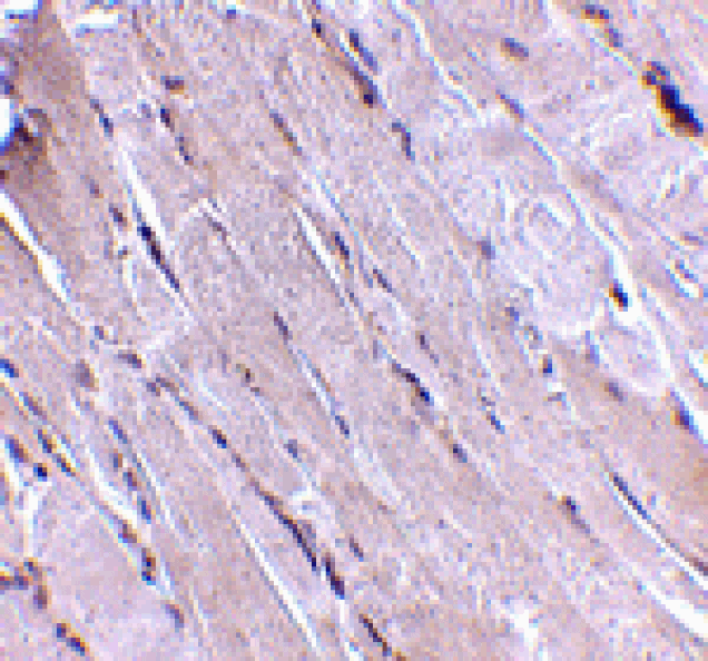 Immunohistochemistry - Wnt10b Antibody from Signalway Antibody (24690) - Antibodies.com