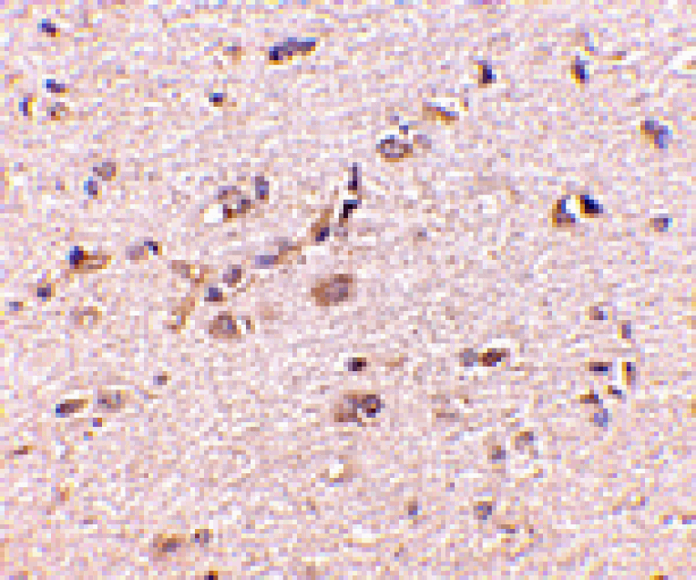 Immunohistochemistry - SAPAP1 Antibody from Signalway Antibody (24692) - Antibodies.com