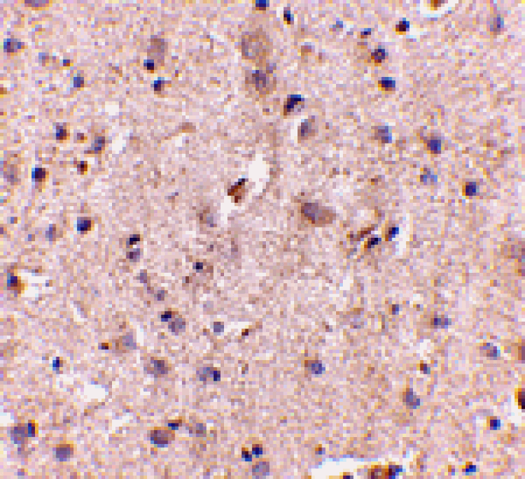 Immunohistochemistry - SAPAP2 Antibody from Signalway Antibody (24693) - Antibodies.com