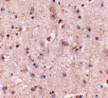 Immunohistochemistry - SAPAP2 Antibody from Signalway Antibody (24693) - Antibodies.com