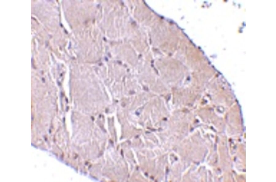 Immunohistochemistry - Wnt10a Antibody from Signalway Antibody (24699) - Antibodies.com