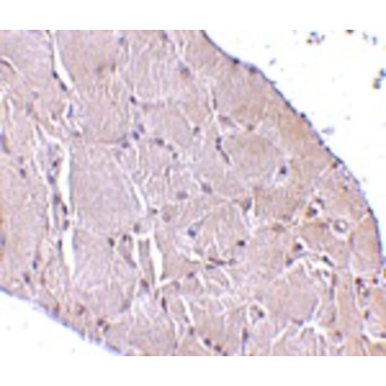 Immunohistochemistry - Wnt10a Antibody from Signalway Antibody (24699) - Antibodies.com