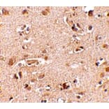 Immunohistochemistry - Nanos2 Antibody from Signalway Antibody (24702) - Antibodies.com