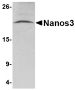 Western blot analysis of Nanos3 in human brain tissue lysate with Nanos3 antibody at 2 µg/mL.