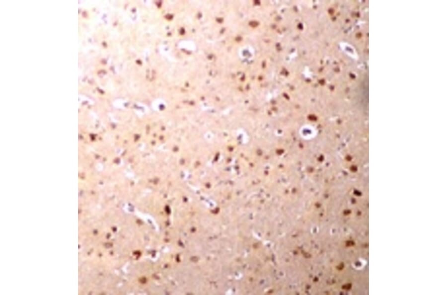 Immunohistochemistry - Nanos3 Antibody from Signalway Antibody (24705) - Antibodies.com