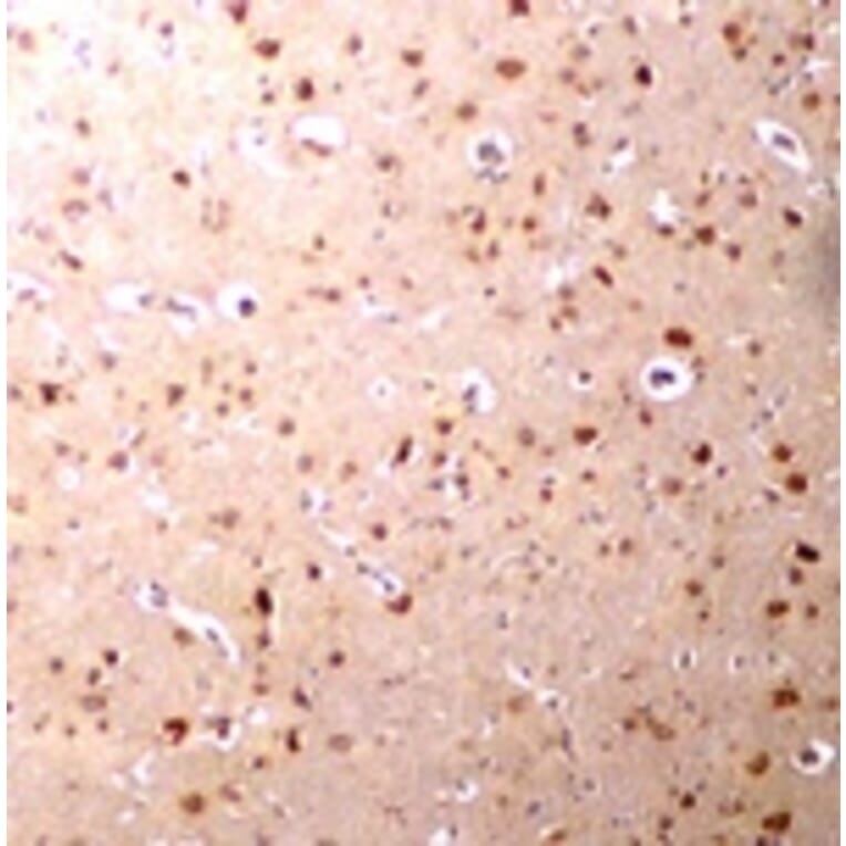 Immunohistochemistry - Nanos3 Antibody from Signalway Antibody (24705) - Antibodies.com