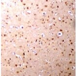 Immunohistochemistry - Nanos3 Antibody from Signalway Antibody (24705) - Antibodies.com