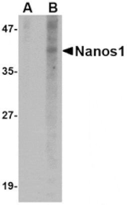 Western blot - Nanos1 Antibody from Signalway Antibody (24714) - Antibodies.com