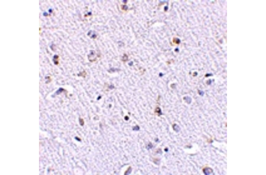Immunohistochemistry - Nanos1 Antibody from Signalway Antibody (24714) - Antibodies.com