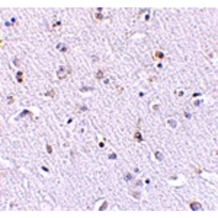 Immunohistochemistry - Nanos1 Antibody from Signalway Antibody (24714) - Antibodies.com
