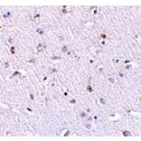 Immunohistochemistry - Nanos1 Antibody from Signalway Antibody (24714) - Antibodies.com