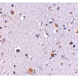 Immunohistochemistry - NUP160 Antibody from Signalway Antibody (24723) - Antibodies.com
