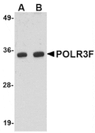 Western blot - POLR3F Antibody from Signalway Antibody (24726) - Antibodies.com