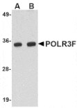 Western blot - POLR3F Antibody from Signalway Antibody (24726) - Antibodies.com