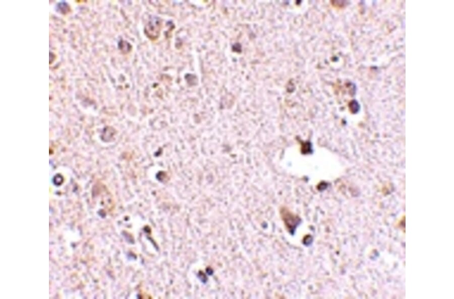 Immunohistochemistry - POLR3F Antibody from Signalway Antibody (24726) - Antibodies.com